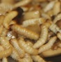 Mealworm stirfry
