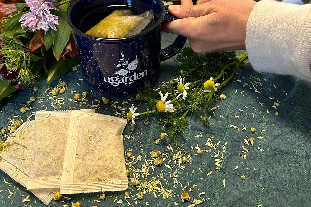 A hand holds a mug of tea with UGArden Herbs written on it. Additional tea bags are in the foreground.