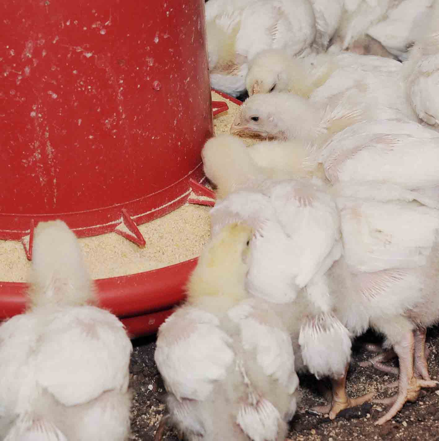 UGA Extension faculty are helping Georgia farmers make the state's more than 12,000 broiler houses more efficient.