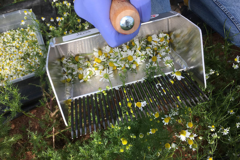 A gloved hand uses a chamomile rake to harvest flowers from the plant.