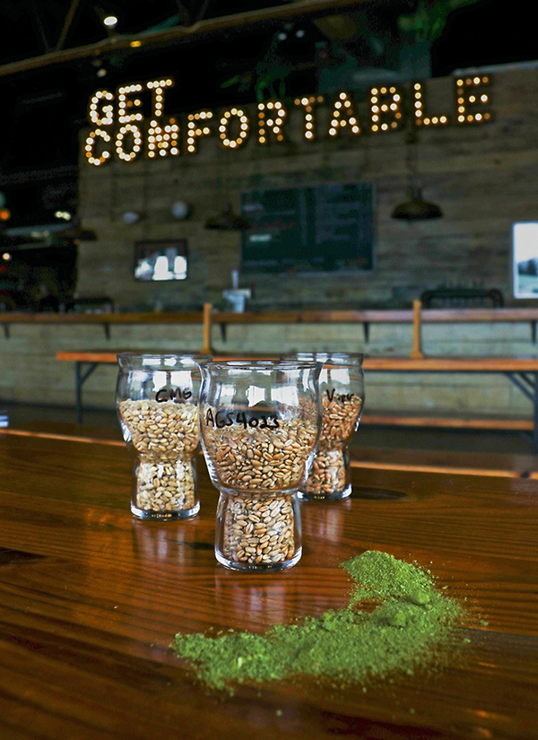 Three glasses of malted wheat sit on a wooden table next to a spread out pile of bright green hops in front of the lighted Get COmfortable sign in the Creature Comforts Brewing Co. Athens taproom.