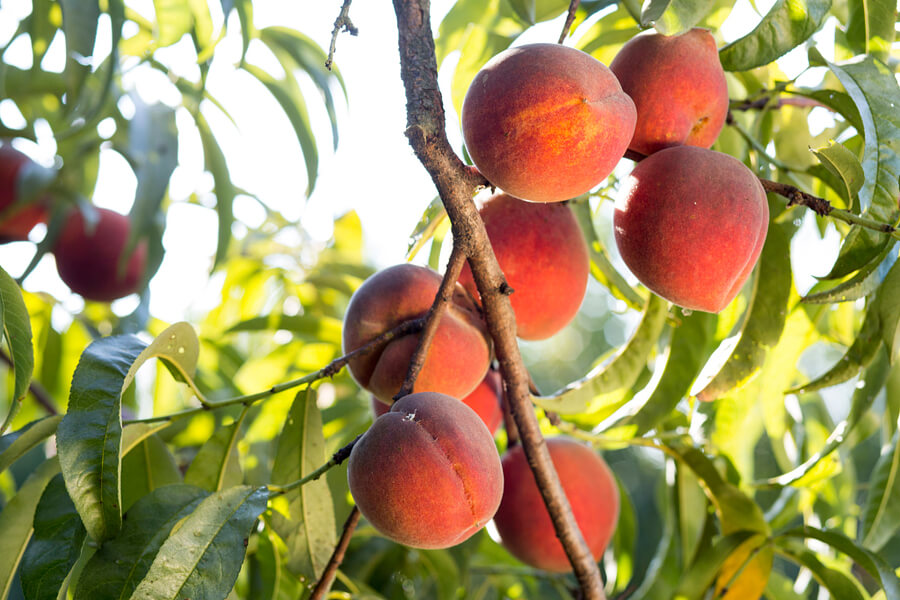 Detail of peaches growing on a tree