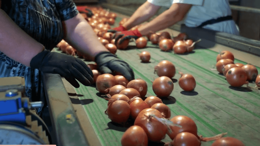 Using robotics to help sort onions on Georgia farms