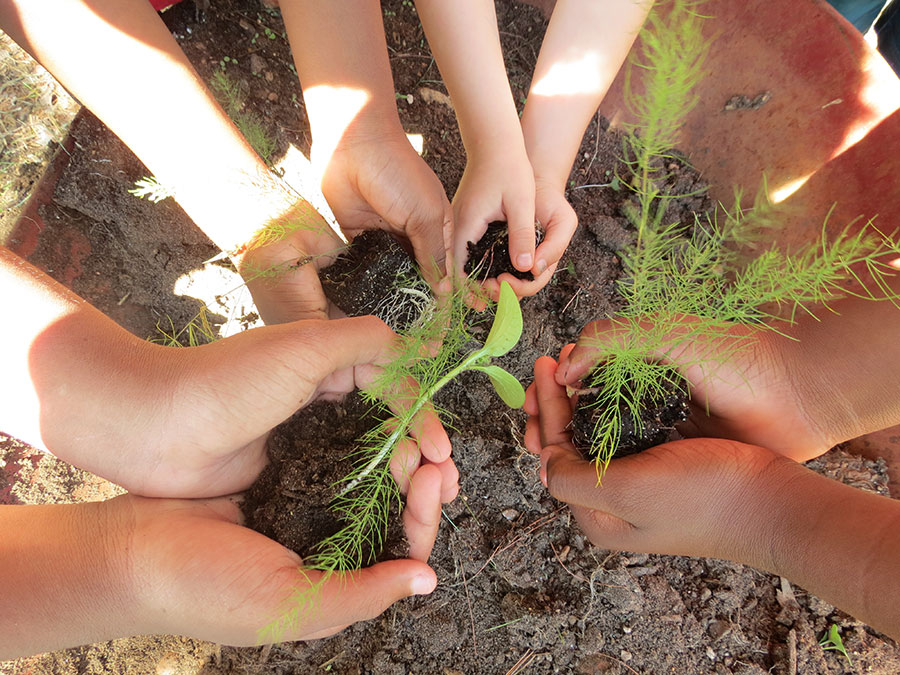 Seen from above, outstretched hands form a circle while holding handfuls of soil and green plants. 