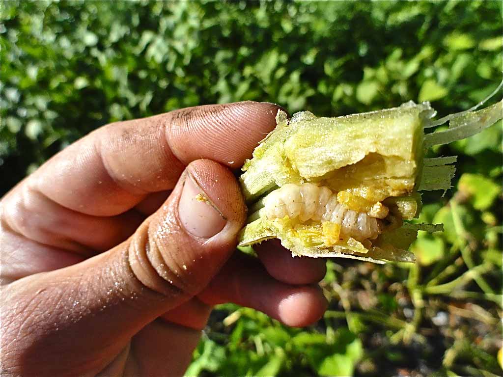 Squash vine borer larva inside squash vine.