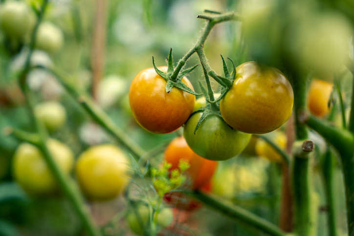 Closeup of small, unripe tomatoes growing in a backyard garden