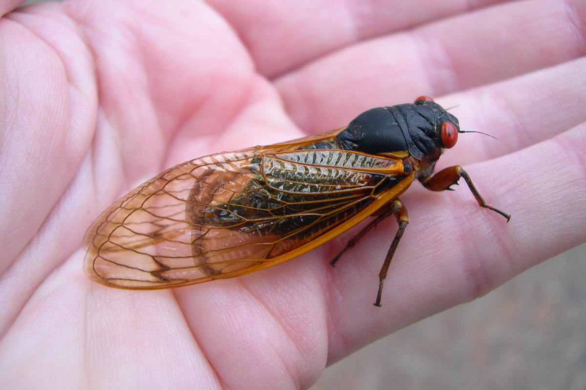A close-up image of a large, black insect with red eyes and translucent, orange wings.