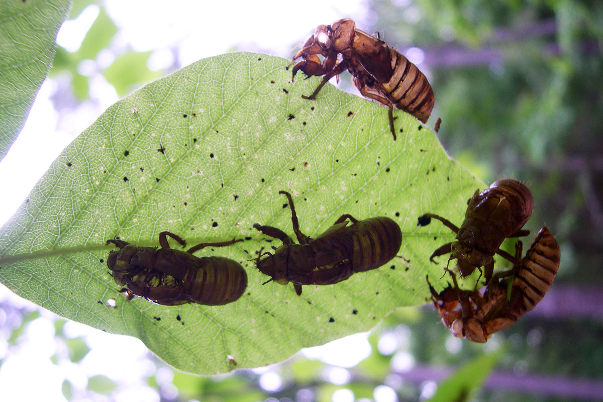 A close-up image of a leaf with five cicada exoskeletons attached.