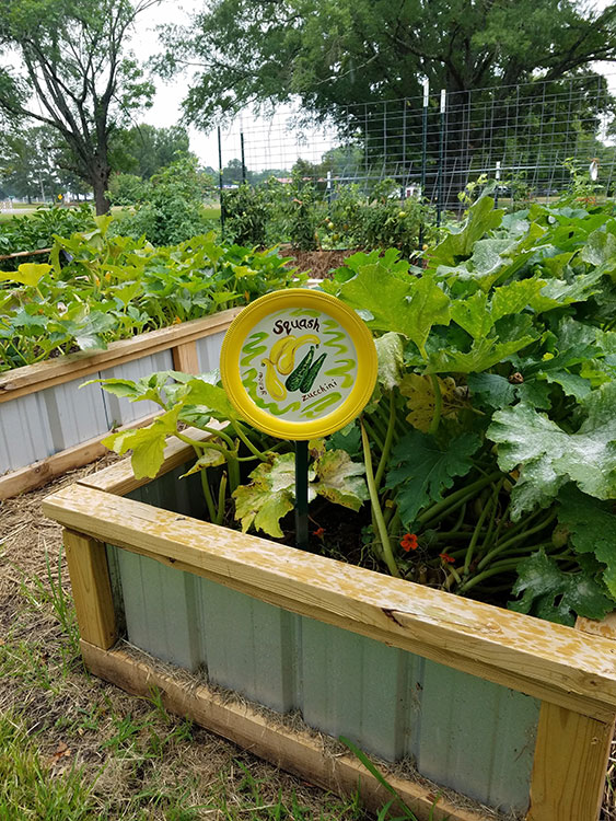 A colorful marker indicating squash and zucchini sticks out of a raised bed garden plot