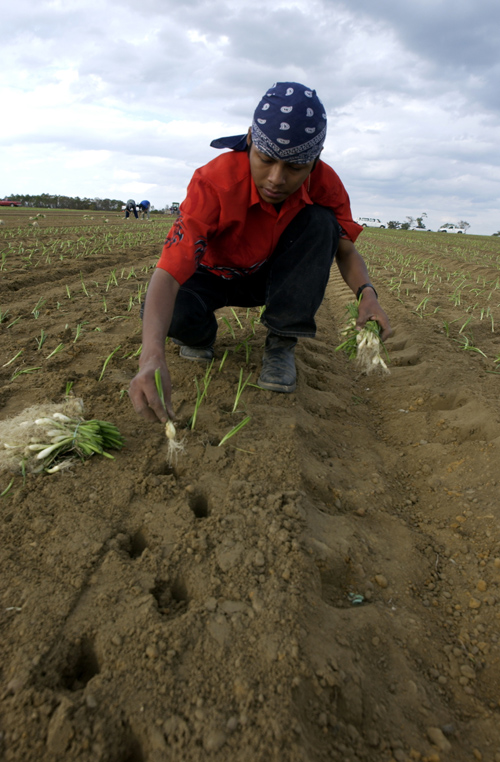 Georgia has received record winter rain, particularly in its southeast part, where Sweet Vidalia Onion growers struggle to get in soggy fields to take care of the state's official vegetable. Pictured are onions planted in Candler County, Ga, Nov. 1, 2005.