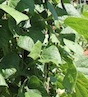 Green beans grow up a trellis in a Spalding County, Ga., garden.