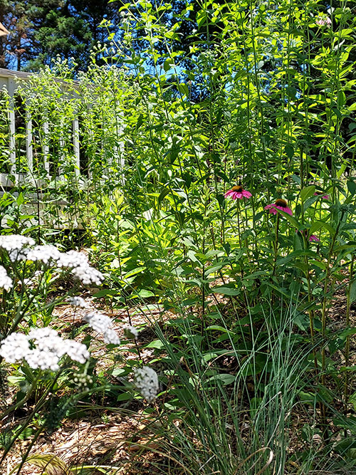 A photo of wildflowers and other native plants in a landscape. 