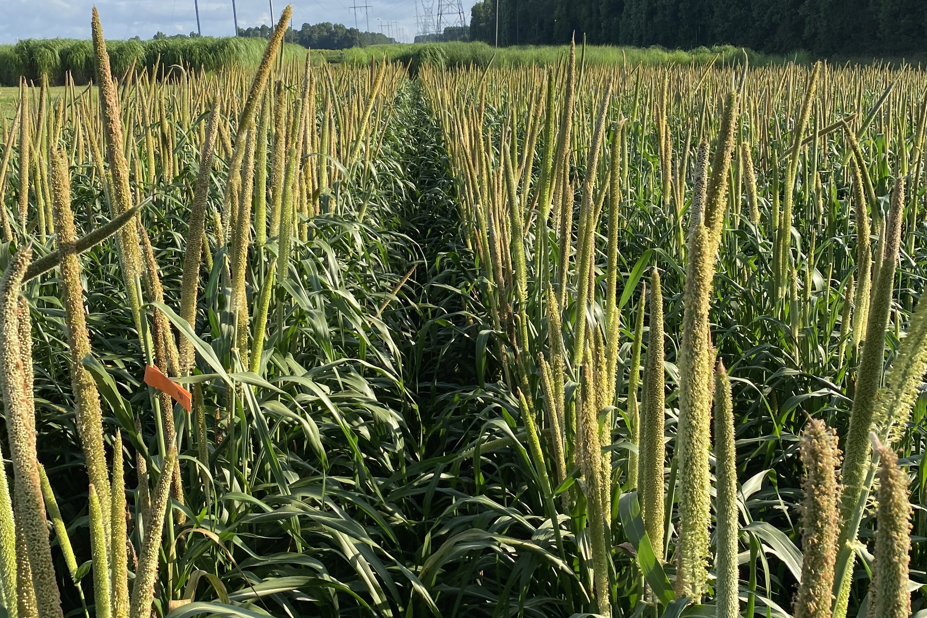 A new study from the USDA Agricultural Research Service and UGA College of Agricultural and Environmental Sciences has found that pearl millet, an annual grass suited for conditions in the Southeast U.S., is a good food source for some pollinators.