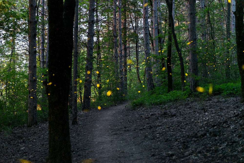 Fireflies light up in a forest at dusk