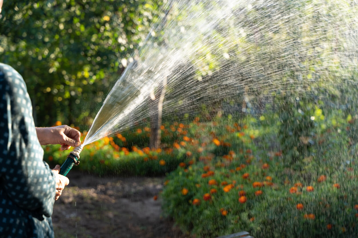 A gardener waters plants, fruit trees and flowers in the summer with a garden hose