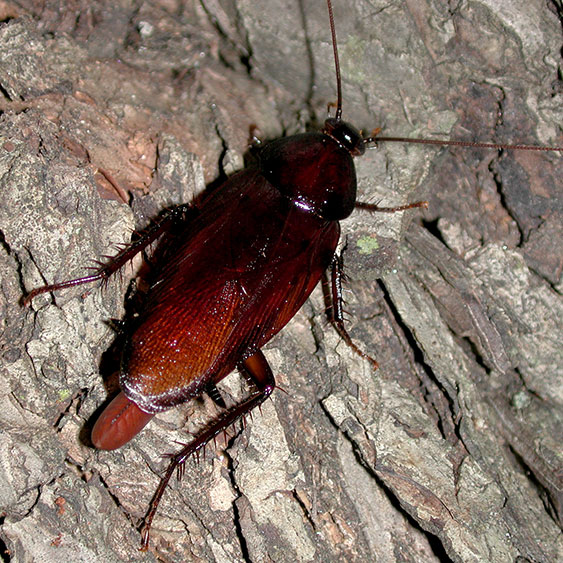 Roach or Palmetto Bug