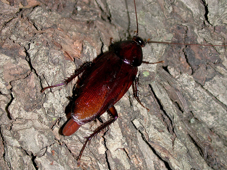 It’s summertime, and there are a few things residents of the Deep South can count on this time of year — heat, humidity and insects. Fireflies and cicadas are popular topics these days, but of all the creeping, crawling, buzzing creatures that bug us, one is met with near-universal revulsion — the cockroach. Whether you’re new to the South or a lifelong resident, you’ve likely run into one of the several species of cockroaches that are common in the region.