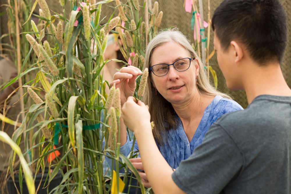 (L-R) Peggy Ozias-Akins and third-year Ph.D. student Yuji Ke working with Pennisetum (pearl millet) hybrids plants in the greenhouse.