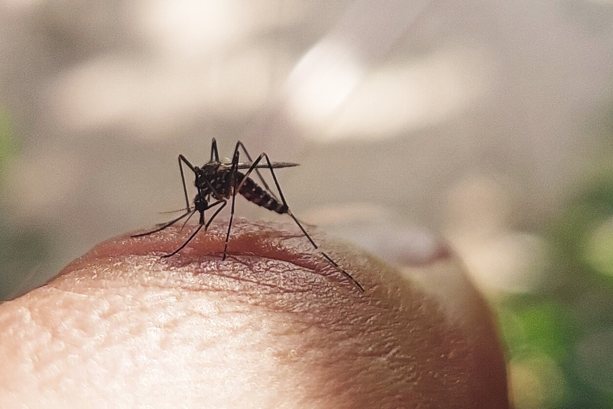 The Asian tiger mosquito has been recognized among the world's top 100 worst invaders according to the Global Invasive Species Database. It has an aggressive daytime human-biting behavior and can vector many viruses, including dengue fever and West Nile virus.