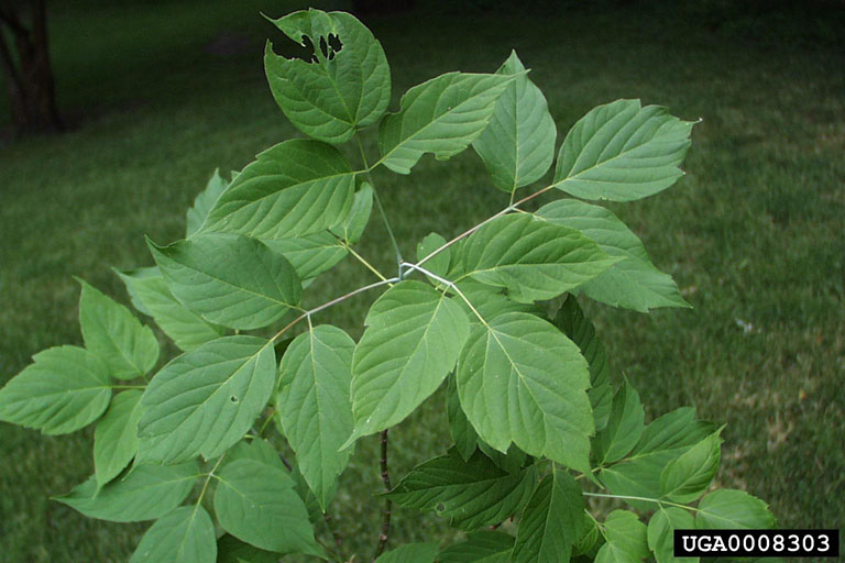 Boxelder (Acer negundo)