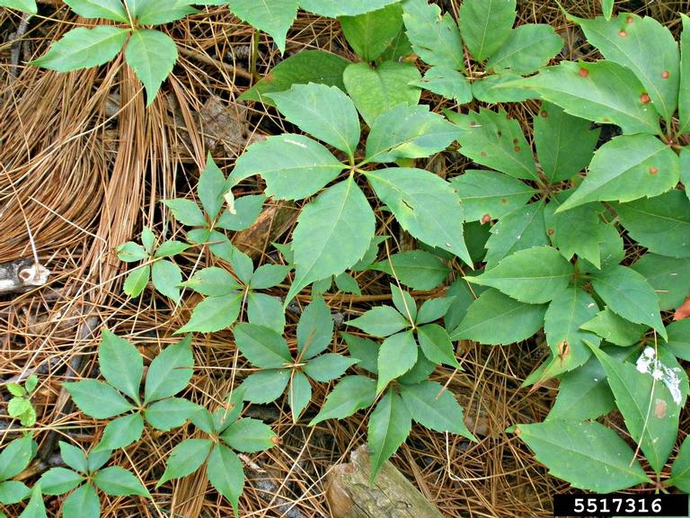 Virginia creeper