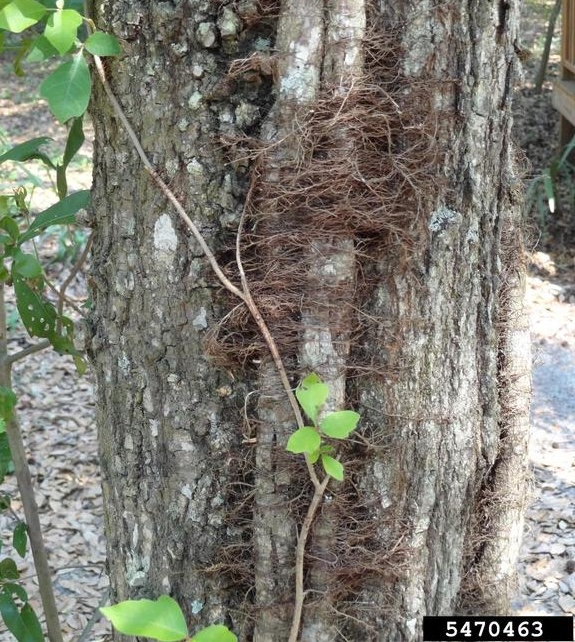 Poison ivy vine