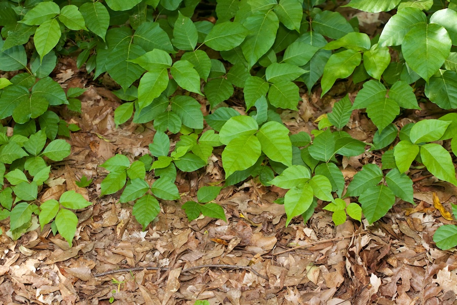 Poison ivy in a forested area.