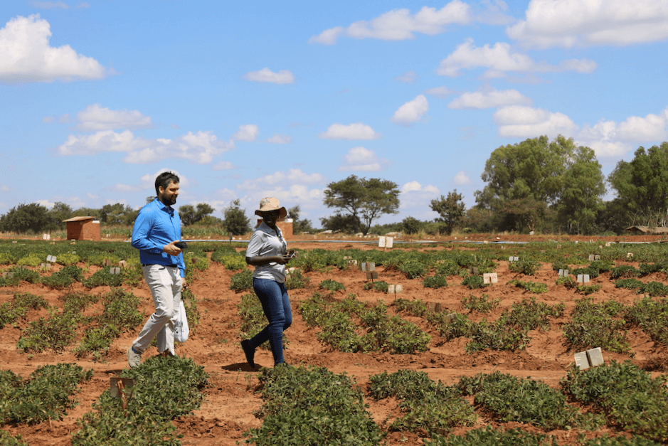 Two people wearing sun protection walk among peanut rows in Malawi