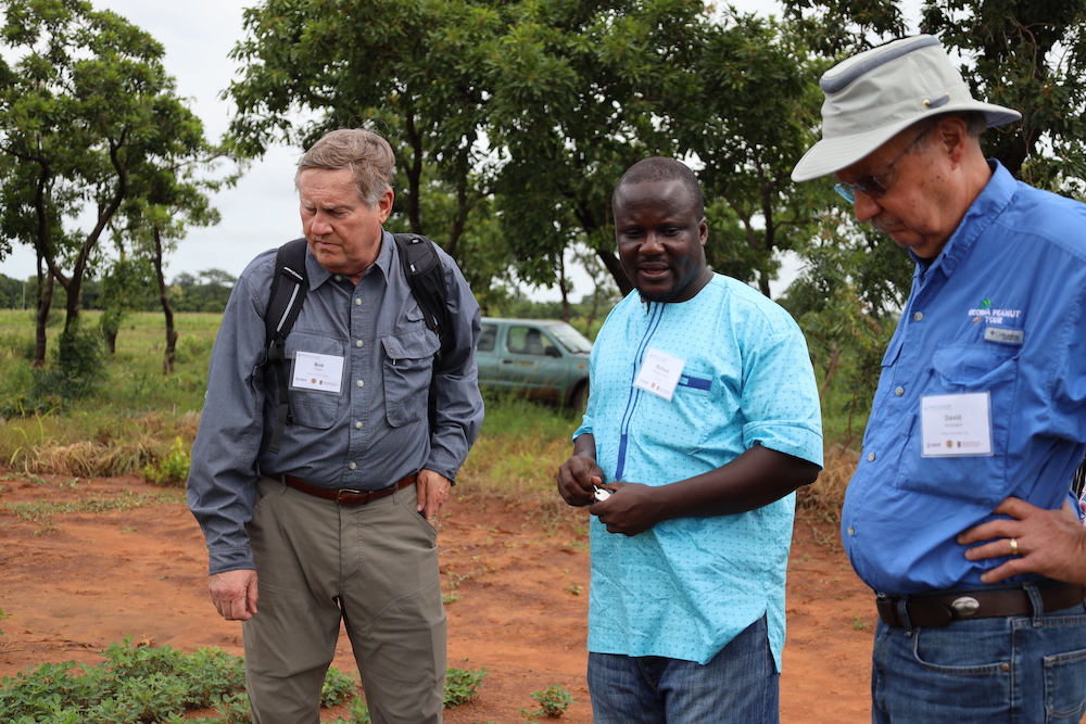 Three individuals stand in a peanut field in Ghana, assessing the crop