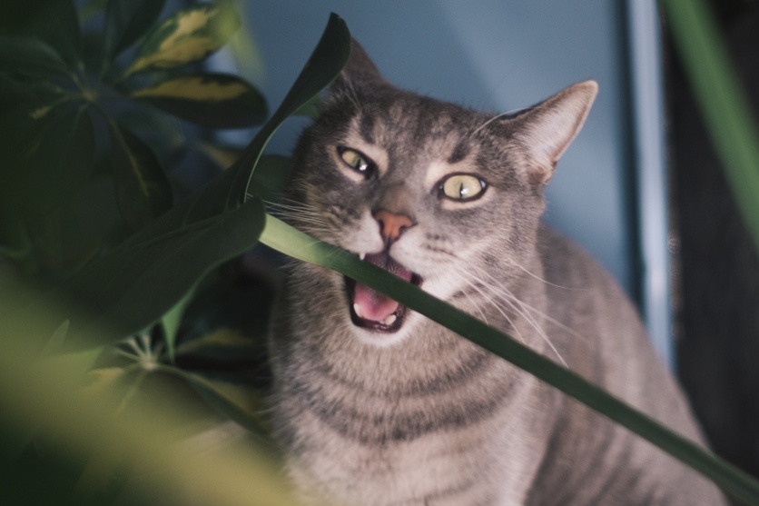 Cat eating monstera