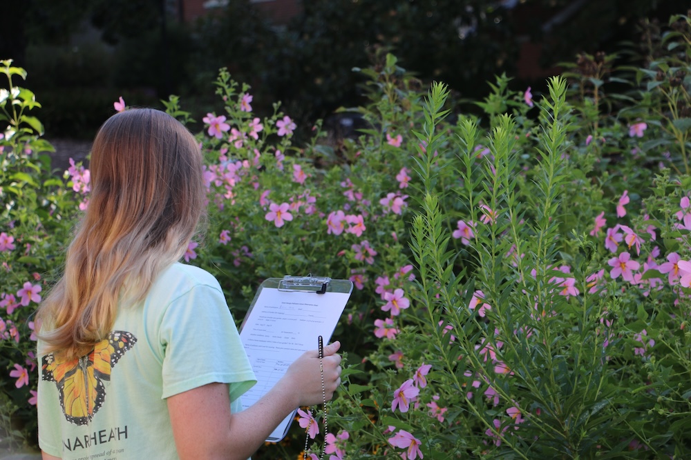 College student counts pollinators during the Great Southeast Pollinator Census