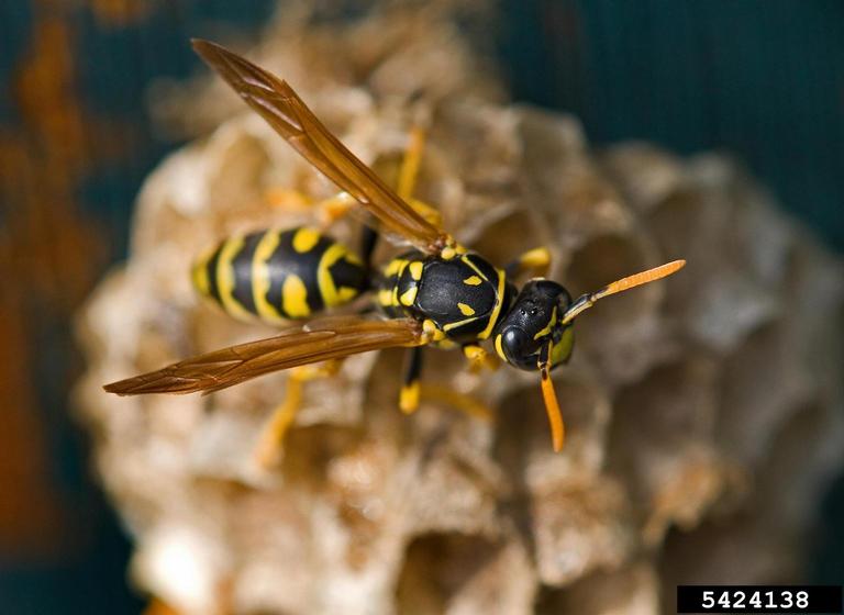 European paper wasp on nest.