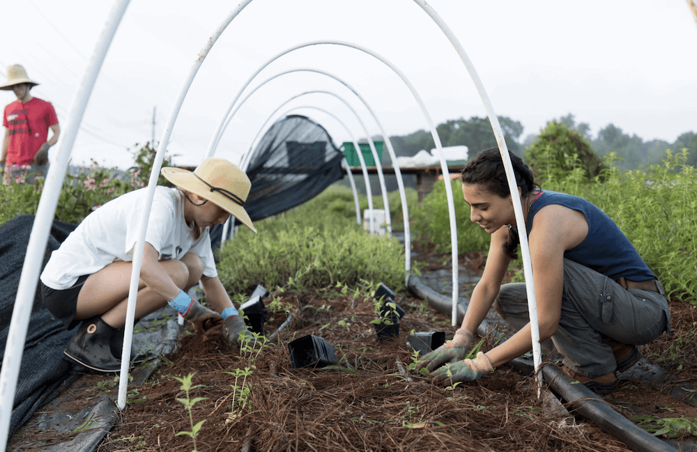 Student interns at UGArden in 2017. (PHOTO: Andrew Davis Tucker, UGA MarComm)