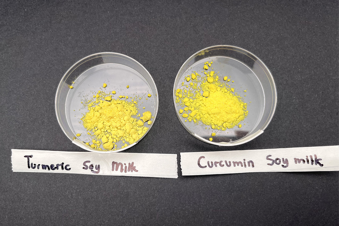 Two petri dishes of bright yellow powder sit on a dark background. One is labeled "Tumeric Soy Milk" and the other is labeled "Curcumin Soy Milk"