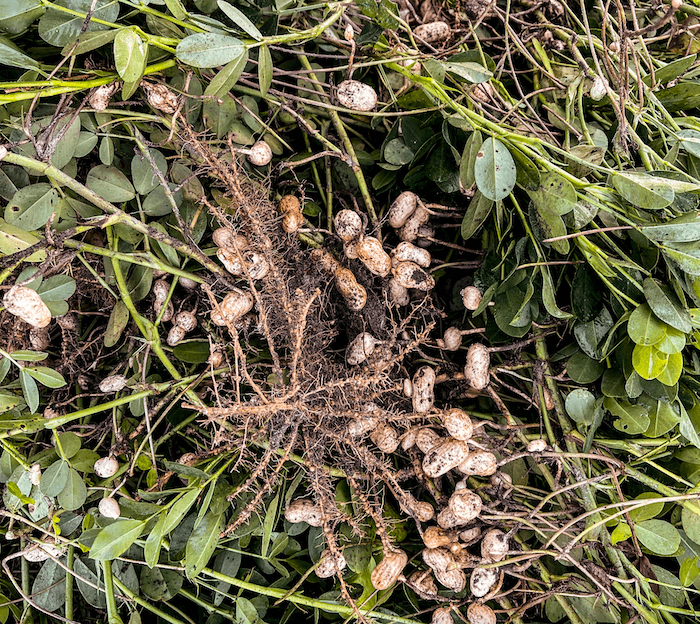 Peanut plants with their roots in a Georgia field