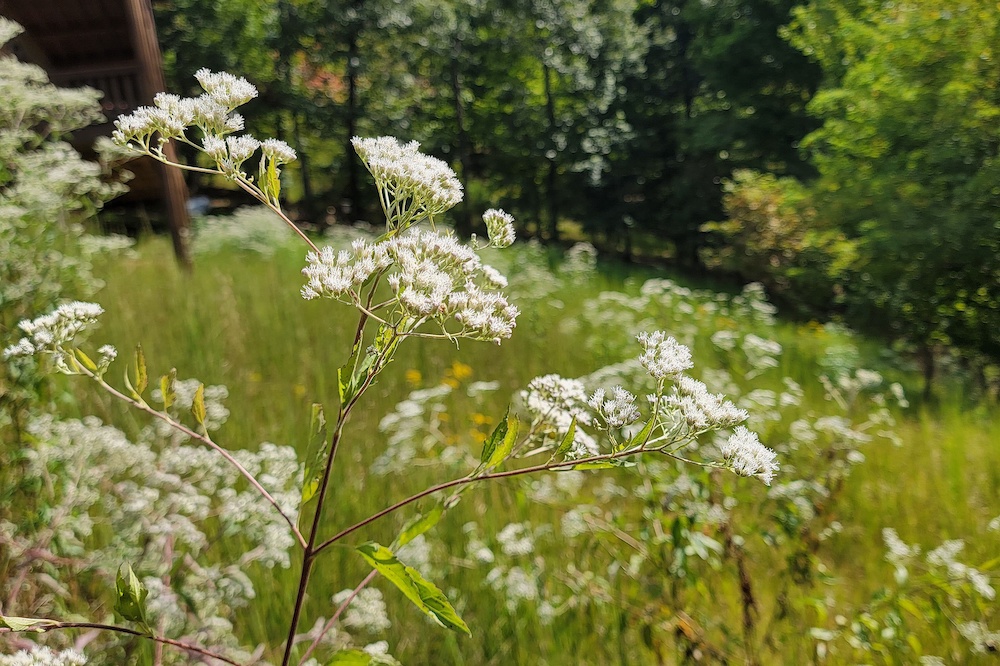 Although it may not fit the traditional image of a well-kept lawn, this landscape is the result of careful planning and a deep commitment to ecological stewardship.