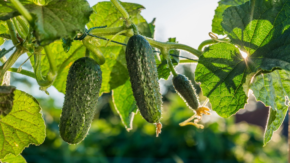 Cucumbers growing on the farm are backlit by the sun