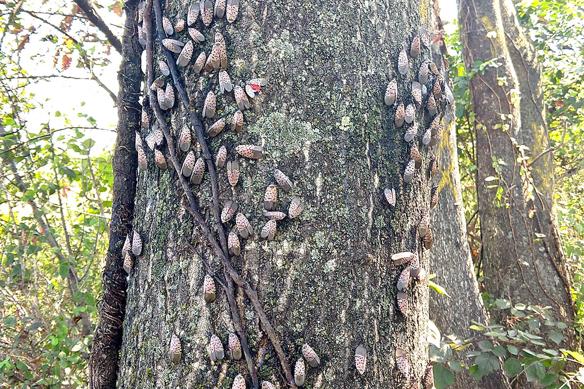 Tree trunk covered in spotted lanternflies, an invasive species, clinging to the bark in large clusters in a forested area.