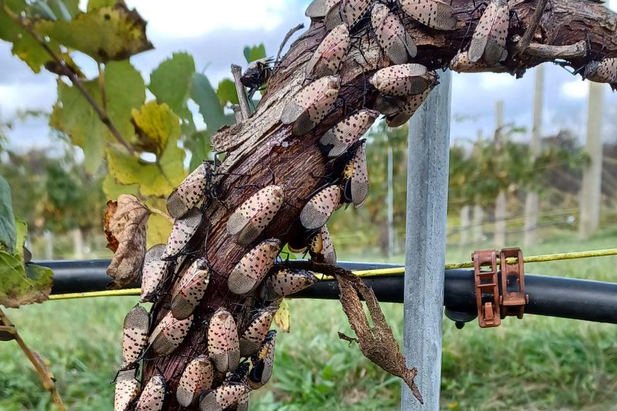 A cluster of spotted lanternflies covering a grapevine in a vineyard, with leaves and vine posts visible in the background.