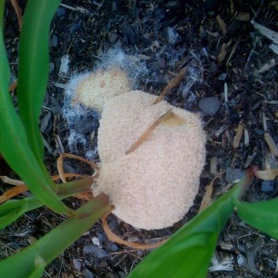 Slime molds, like this dog vomit mold, pop up in Georgia every time it rains. 
This mold sprang up next to a corn plant in a Georgia garden this srping. It's not harmful but seems to gross out unsuspecting gardeners.
