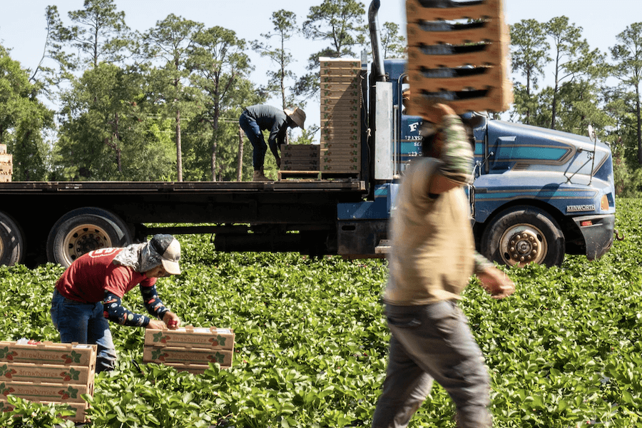 On a farm in southwest Georgia, the rising sun is just beginning to shine upon acres of lush fall crops growing in neat rows. Migrant workers are hunched over, quickly picking the dew-covered leafy greens destined for grocery stores throughout the country. At the end of a hard day, they head home to a shared house that has been provided to them for the duration of their employment. The next morning, they will wake and return to the fields for another day of work in the elements and finish with a shared evening in the communal housing.