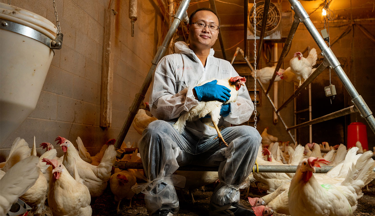 The cage-free egg market will reach 70% by 2030, however there are significant challenges to that prediction. CAES researchers like Lilong Chai are leading meaningful steps toward more efficient, safe, and eventually cost-effective poultry production. (Photo by Jason Thrasher)