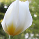 White tulips add interest to a home landscape.