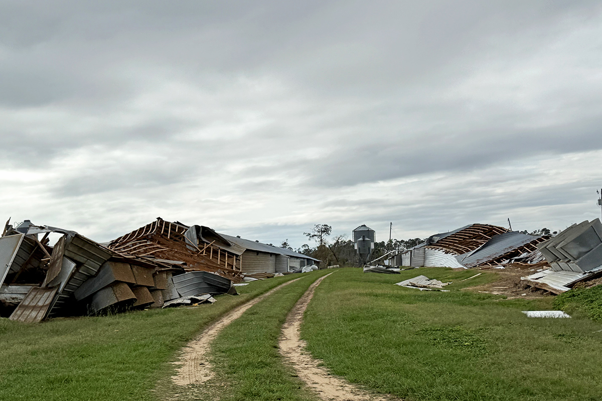 Collapsed farm buildings with debris scattered on the ground, showing damage caused by a hurricane under a cloudy sky.