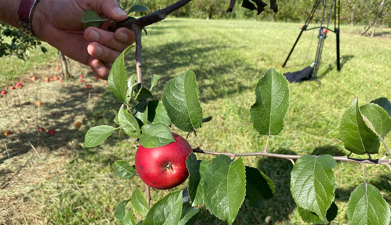 Planted three years ago during the pandemic, the University of Georgia’s Heritage Apple Orchard is starting to bear fruit and spark interest in the state’s agricultural history. Its 139 varieties hail from a time when Georgia was a major player in the country’s apple industry. (Photo by Michael Terrazas)