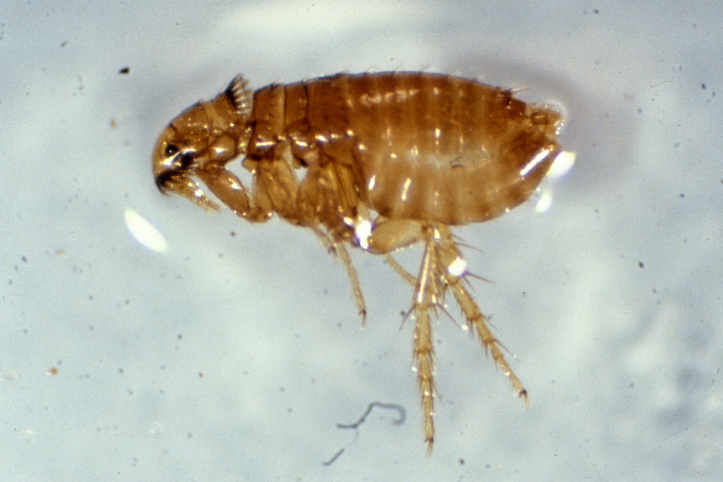 To control fleas, treat indoors and outdoors | CAES Newswire