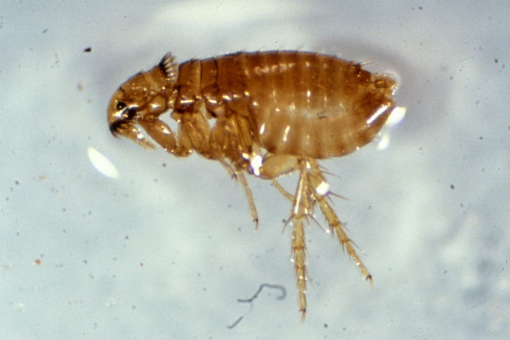 A magnified photograph of the cat flea, the most common flea pest for dogs and cats in North America. Courtesy of Nancy Hinkle, UGA Department of Entomology