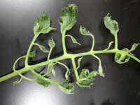 Suspected 2,4-D herbicide damage on tomato.