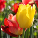 Red and yellow tulips brighten a flower bed.