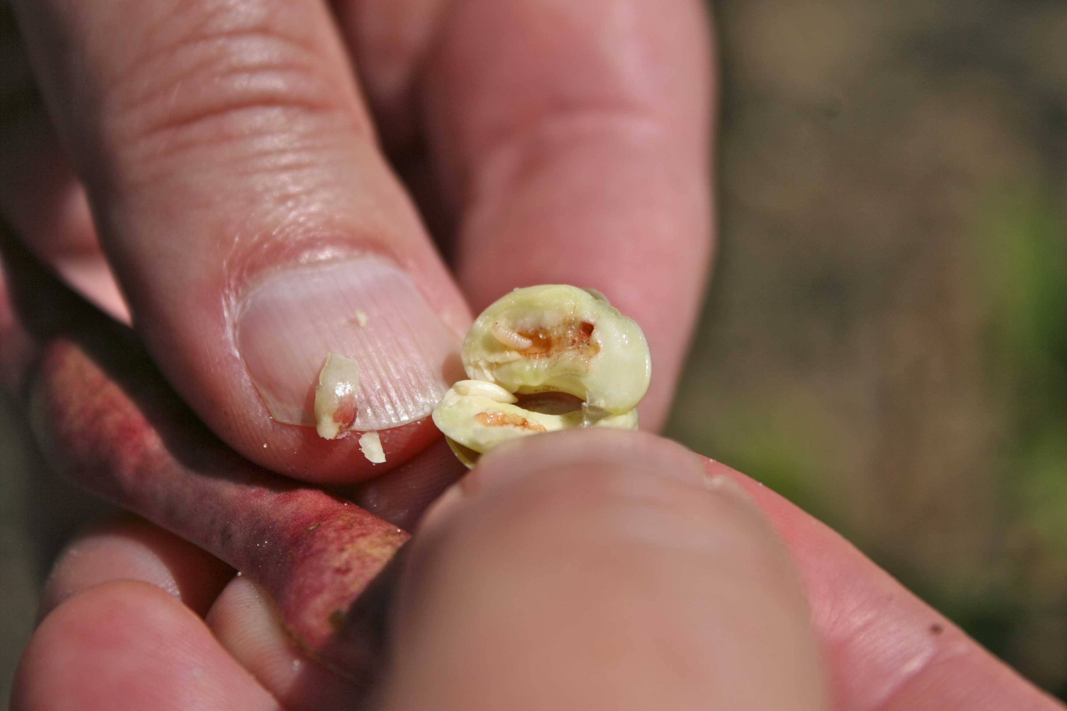 Cowpea curculio larva feeding on pea